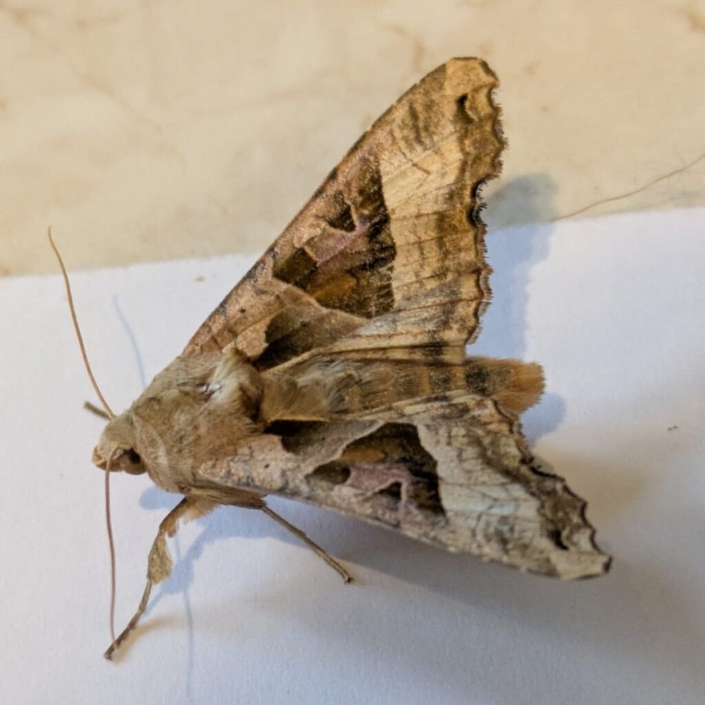 Angle Shades moth
