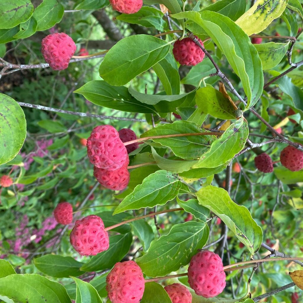 Cornus Kousa
