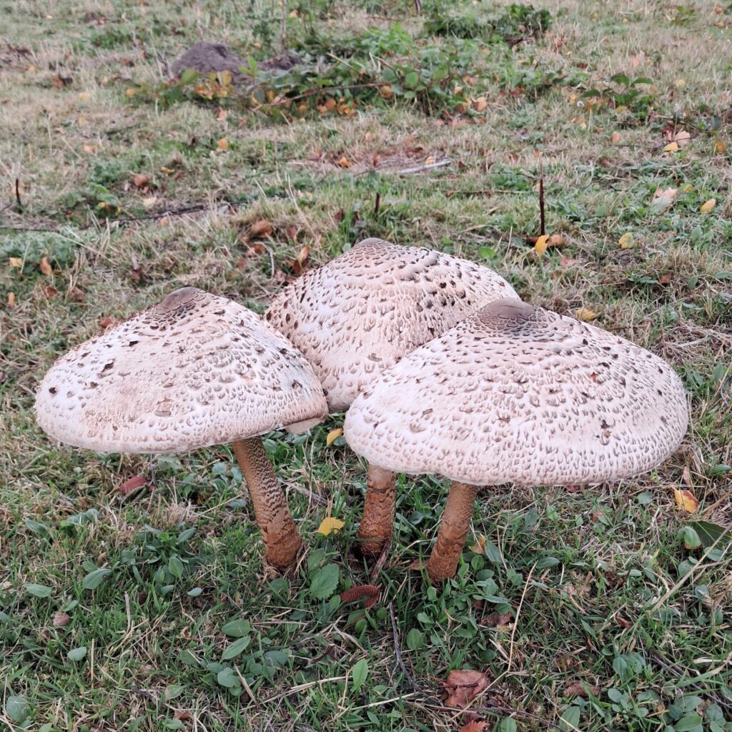 Parasol mushrooms